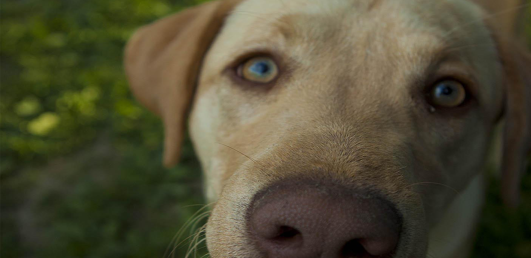 El papel vital de los refugios de animales en España