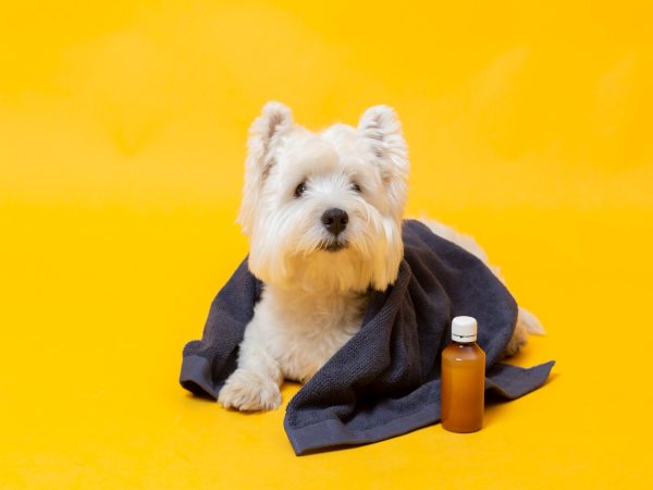 Alergias estacionales: cómo saber si tu perro las tiene
