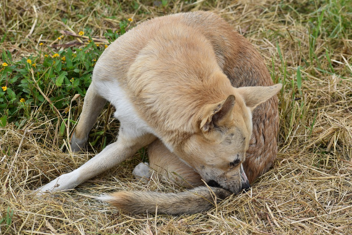 Garrapatas y perros: cómo evitarlas