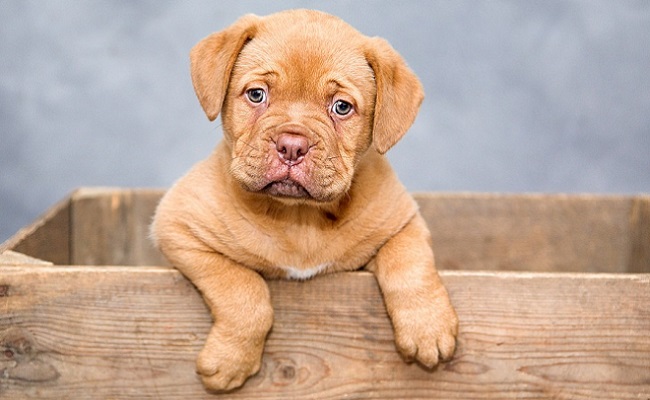 ¿Qué es la parvovirosis canina y cómo se trata?