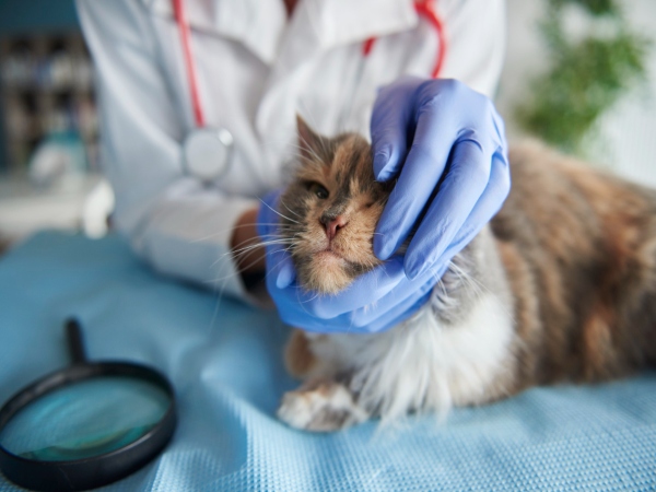La leucemia felina, uno de las enfermedades más frecuentes en gatos