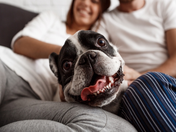 Qué aporta un perro a la vida de una persona