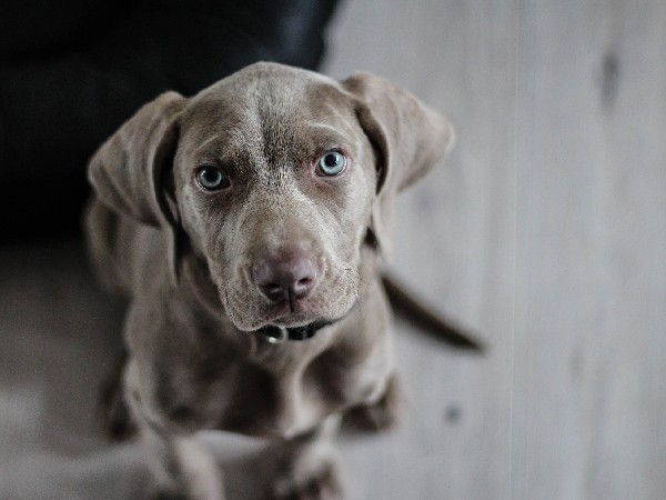 Filariosis canina: qué es, síntomas y tratamiento