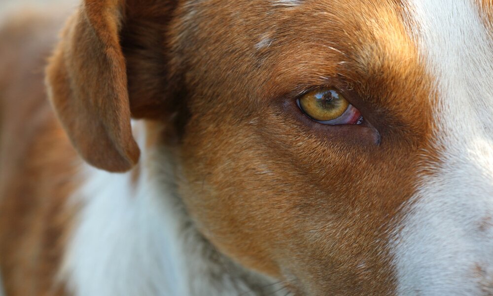 Descubre si tu perro tiene algún problema en los ojos