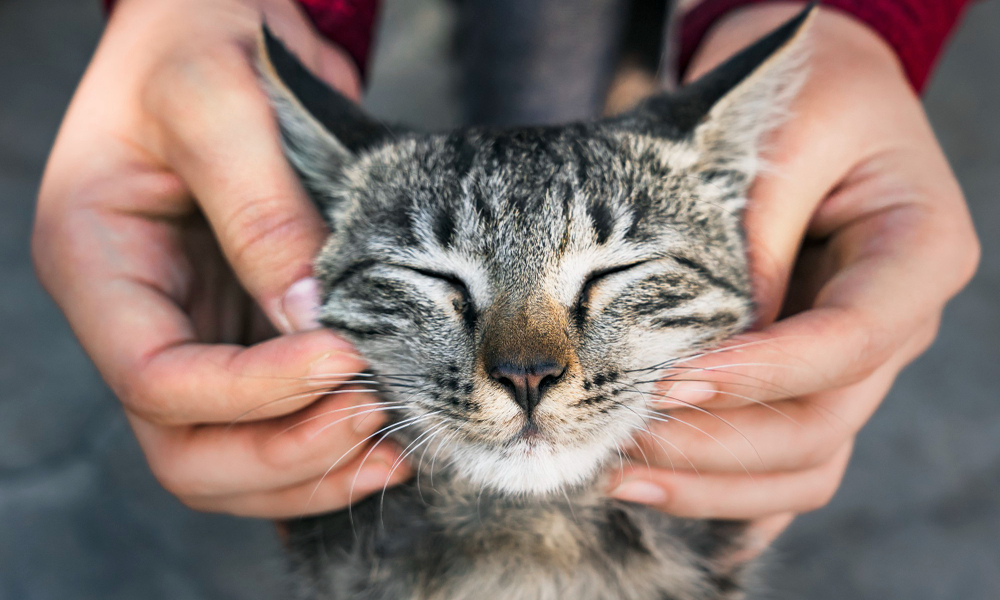 El acné felino: lo que debes saber sobre los granos en los gatos