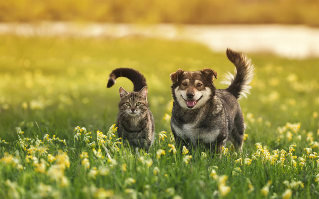 ¿Cuál es la Esperanza de Vida de los Perros y los Gatos?